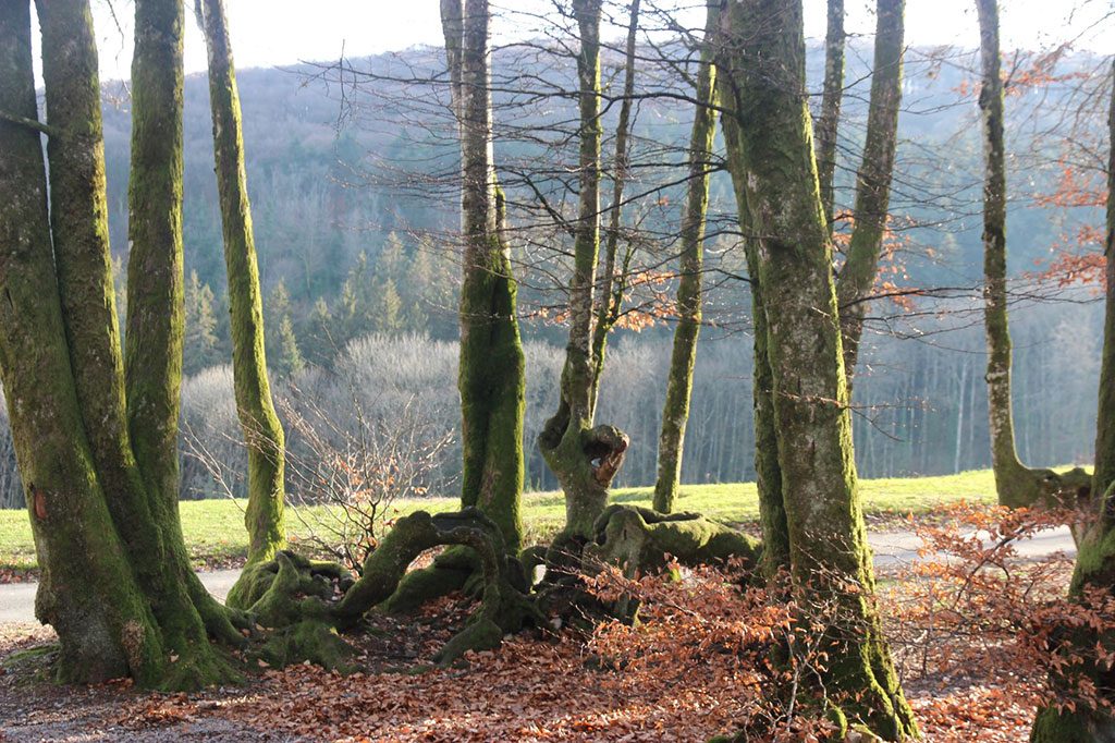 Randonnée pédestre foret Mont Beuvray